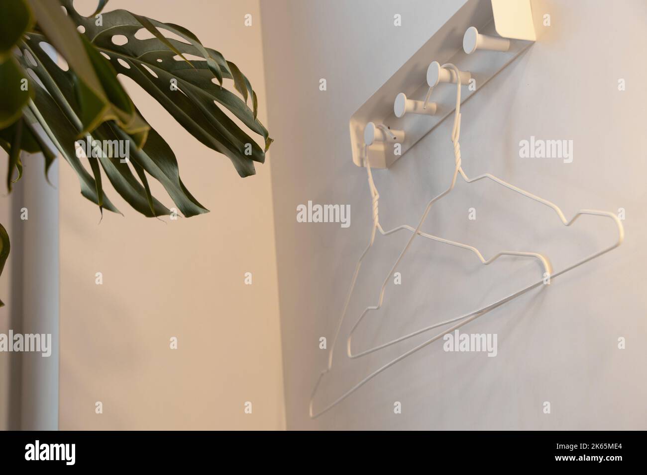 white hangers hang on the wall on hooks near a green indoor flower in an apartment, interior, hangers without clothes Stock Photo