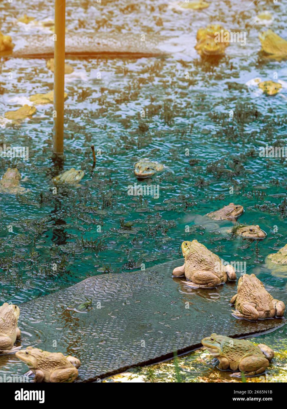 Frogs farm for agriculture at house. Cultivation of frogs with water