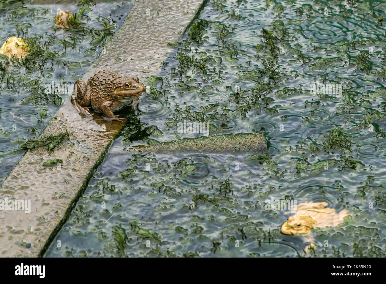 Frogs farm for agriculture at house. Cultivation of frogs with water