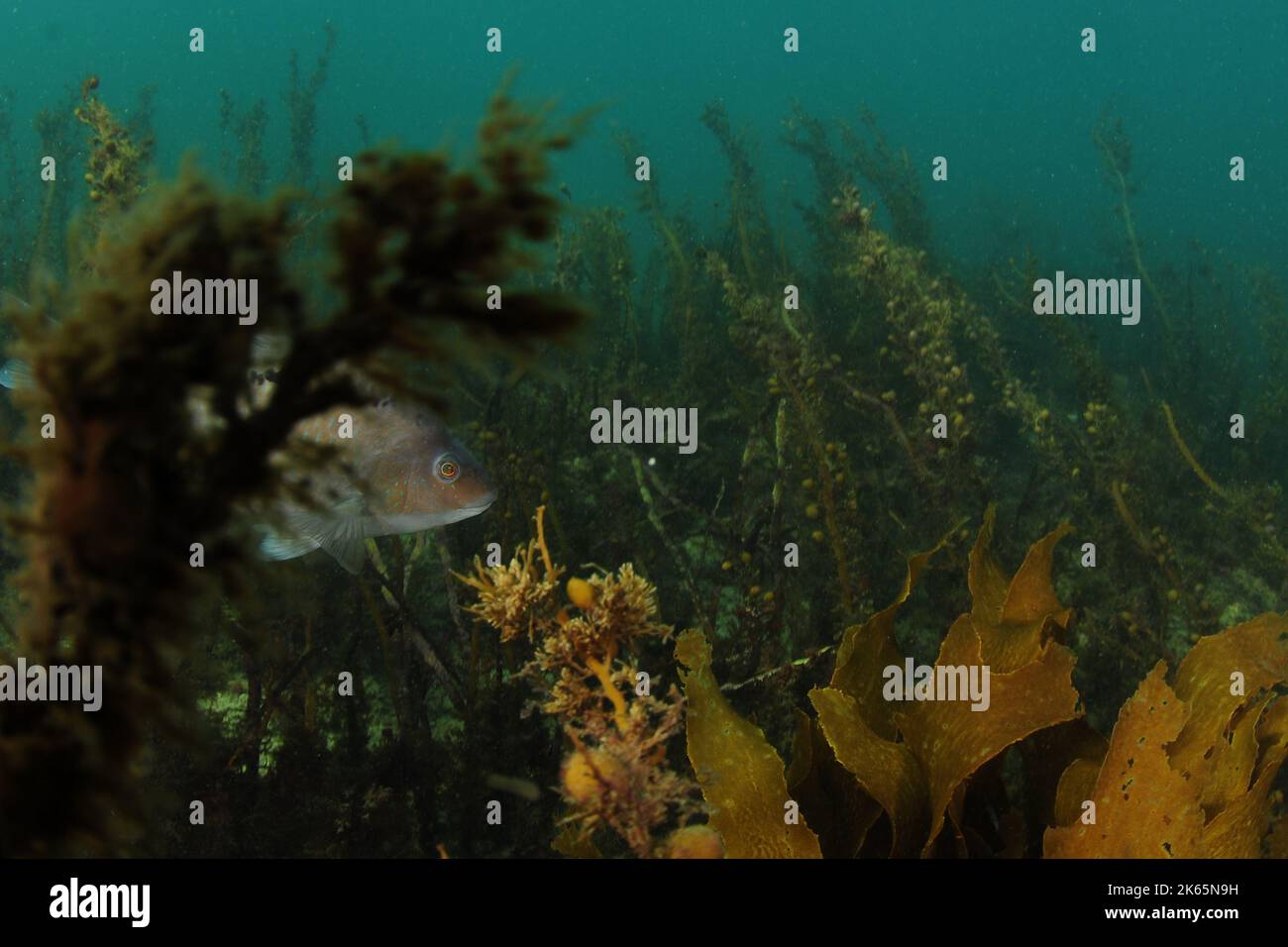 Spotted wrasse Notolabrus celidotus swimming in dense growth of brown seaweeds. Location: Leigh New Zealand Stock Photo