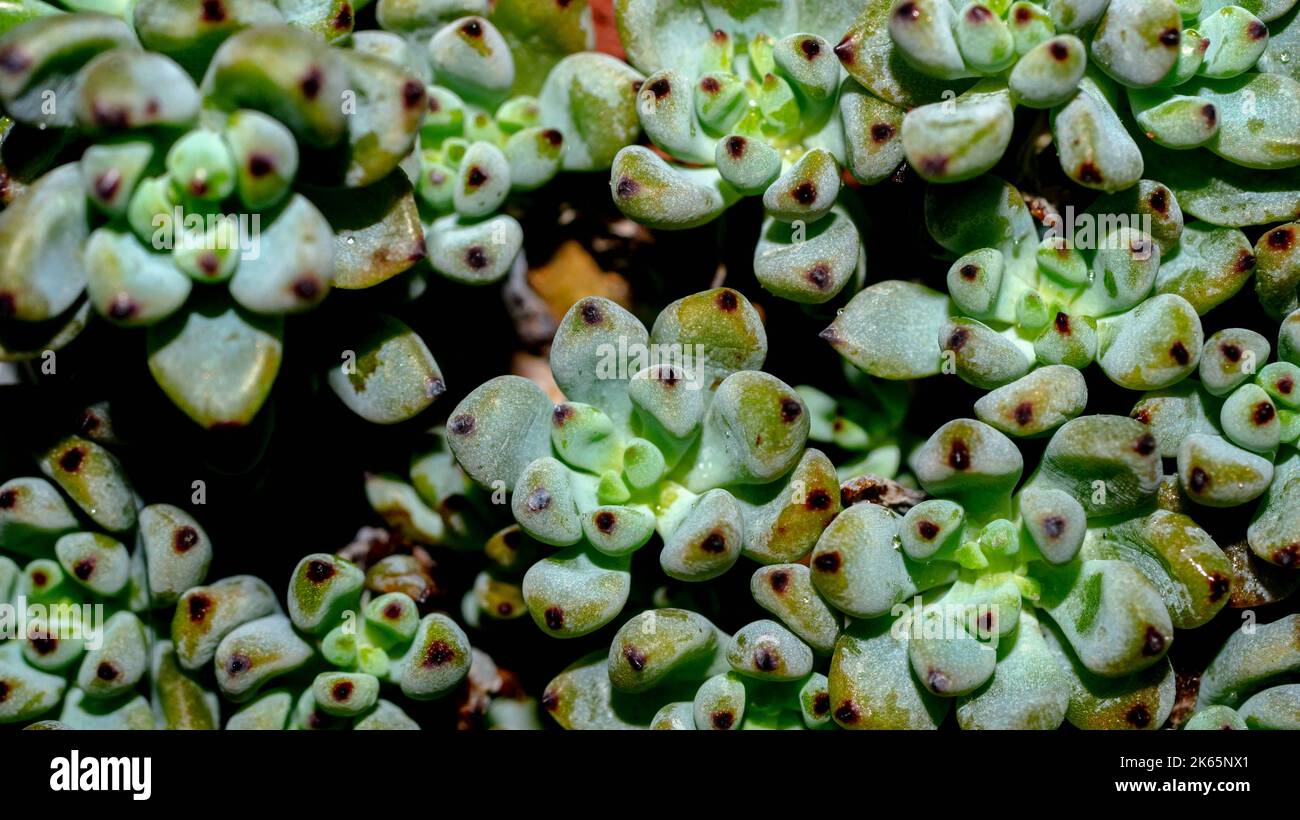 Clumping Form Isolated Graptopetalum pachypillum clump form on black background. Blue ...
