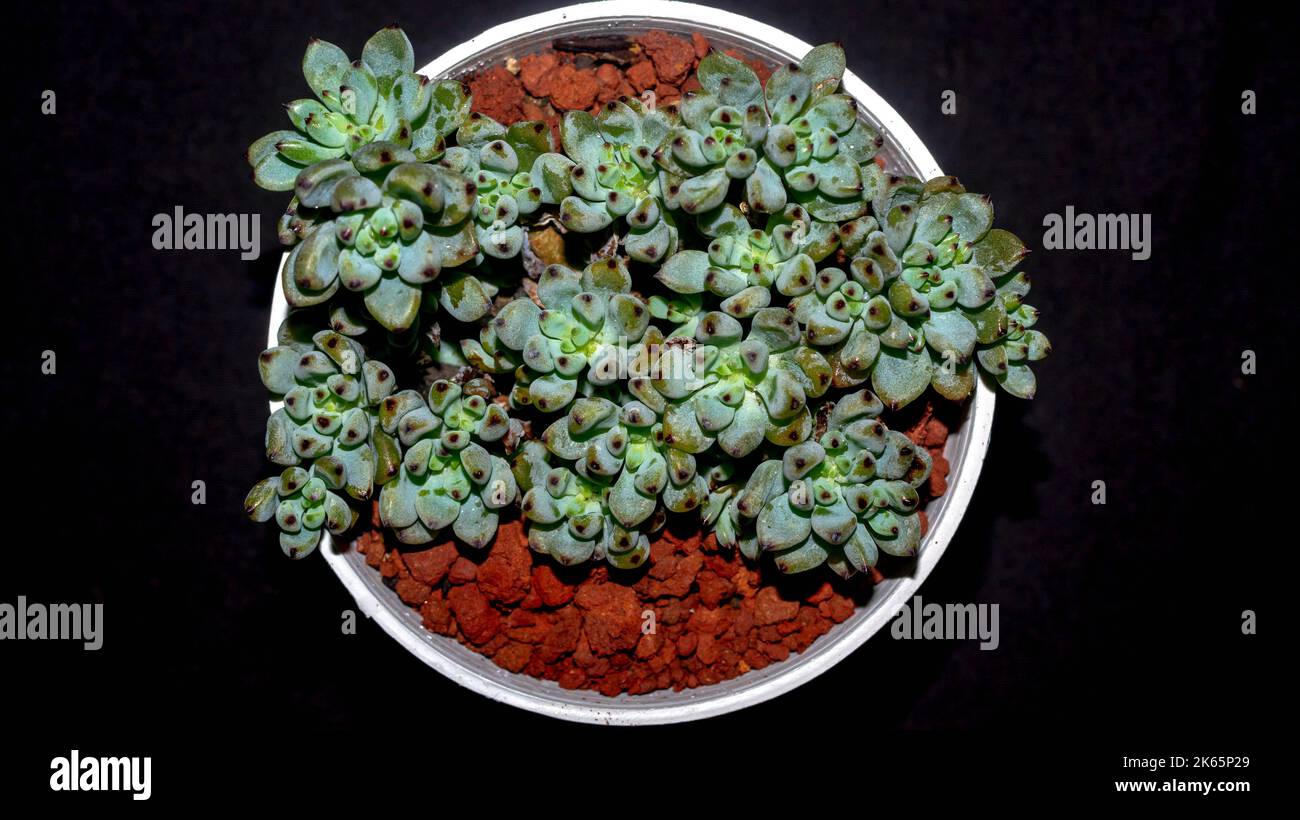 Clumping Form Isolated Graptopetalum pachypillum clump form on black background. Blue ...