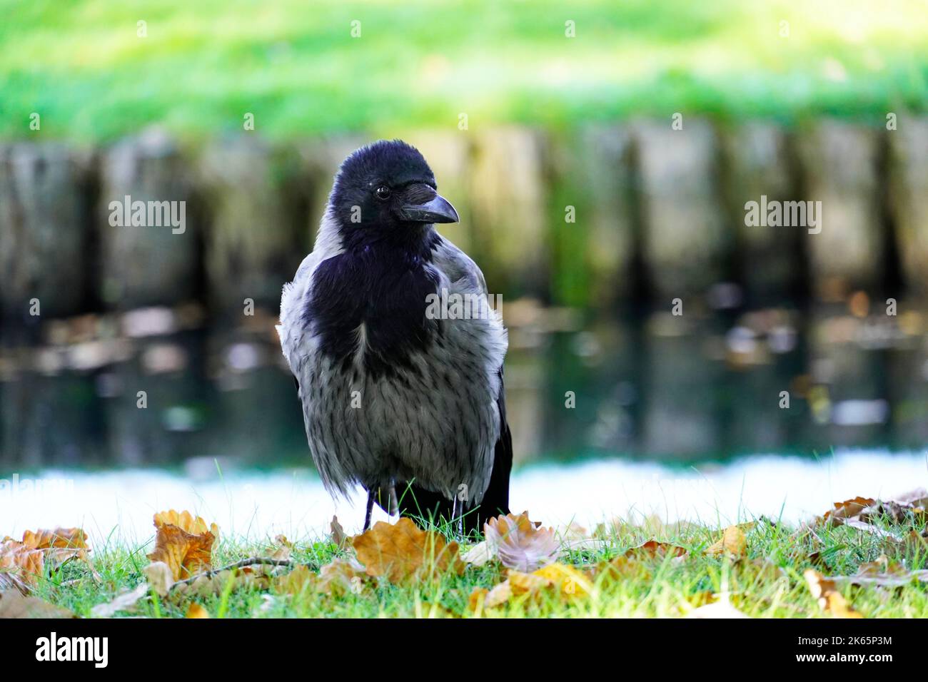 Crow in a park hi-res stock photography and images - Alamy