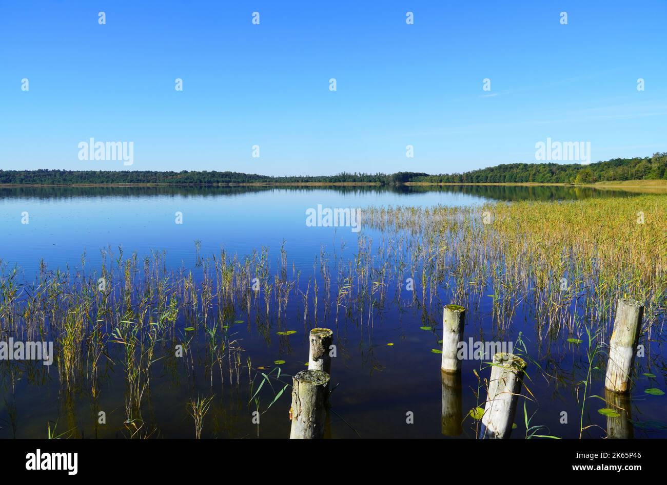 Priesterbäker See in the Müritz National Park. Mecklenburg Lake Plateau. Mecklenburg Lakeland. Stock Photo