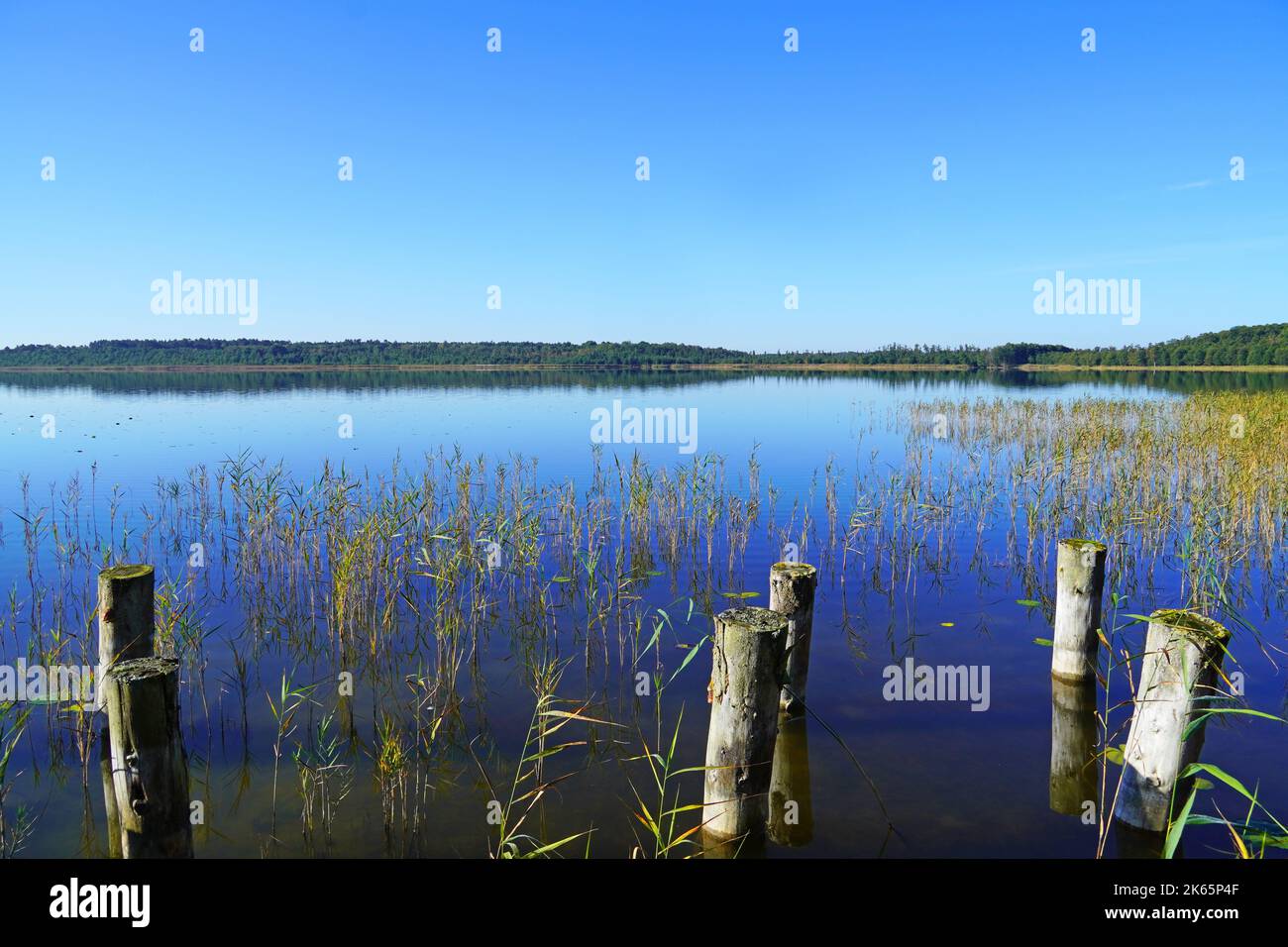 Priesterbäker See in the Müritz National Park. Mecklenburg Lake Plateau. Mecklenburg Lakeland. Stock Photo