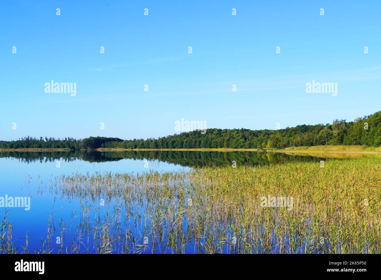Priesterbäker See in the Müritz National Park. Mecklenburg Lake Plateau. Mecklenburg Lakeland. Stock Photo