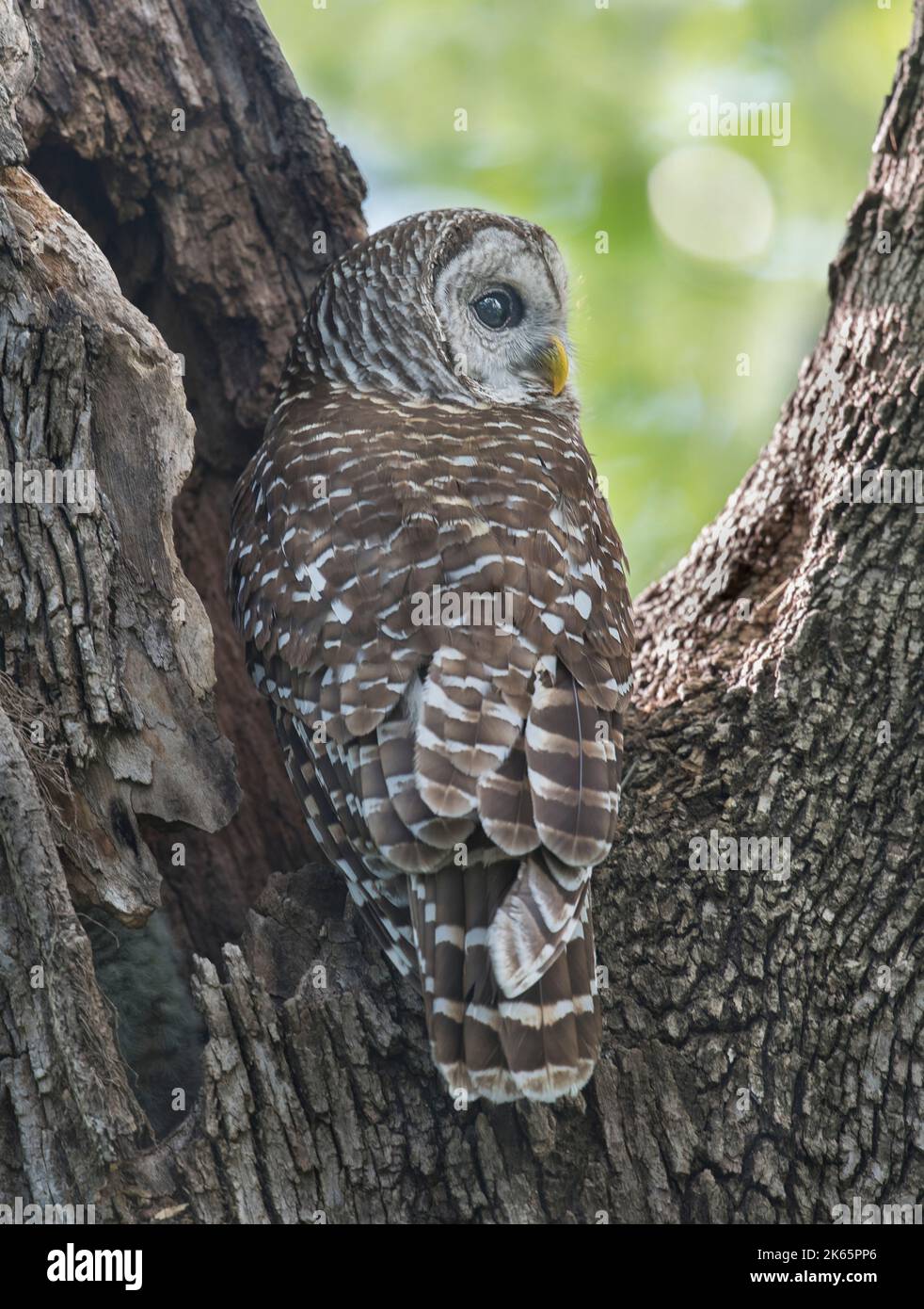 Mate Guarding Birds Hi Res Stock Photography And Images Alamy