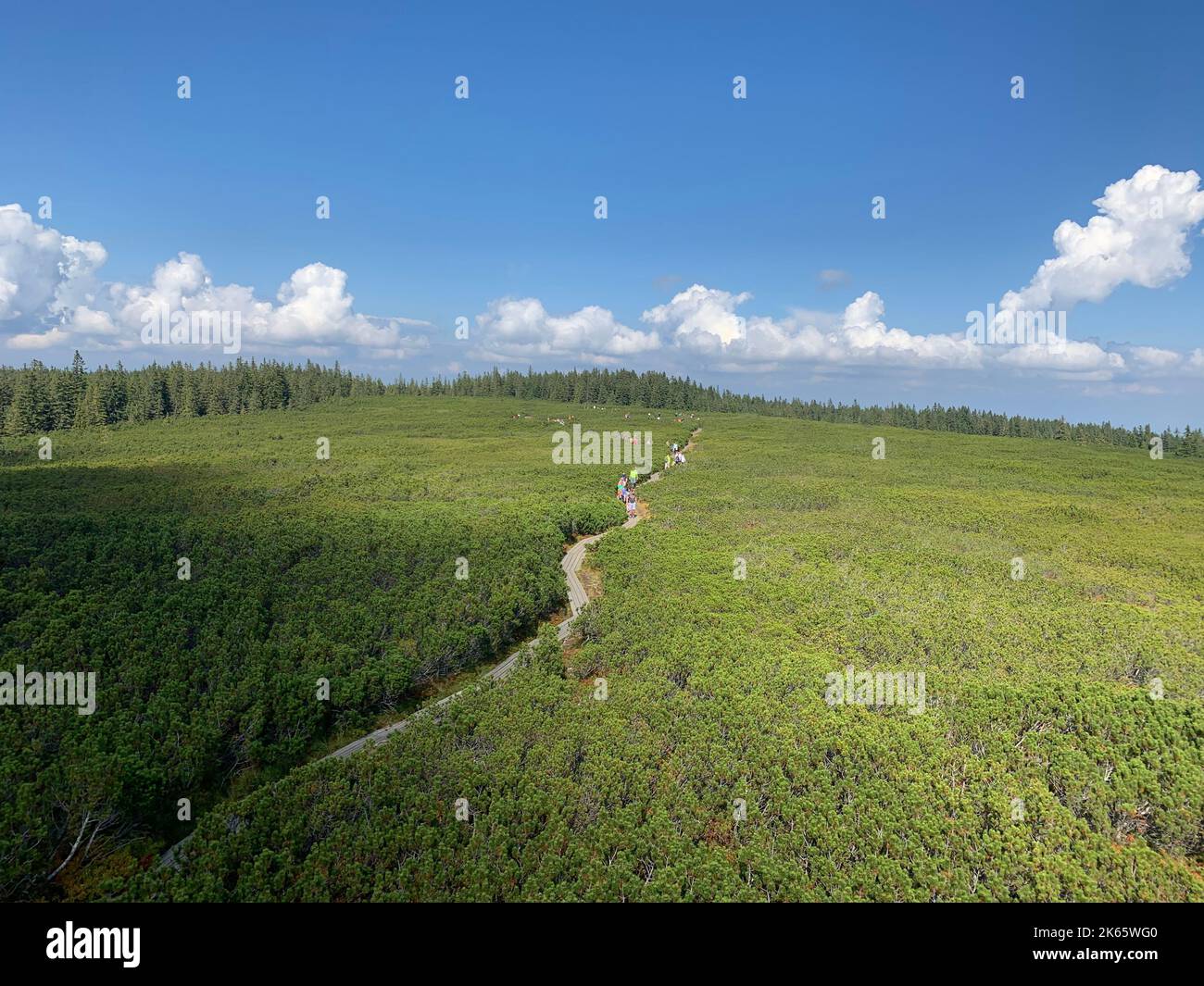 An aerial view of an asphalt road in a forest surrounded by lush green ...