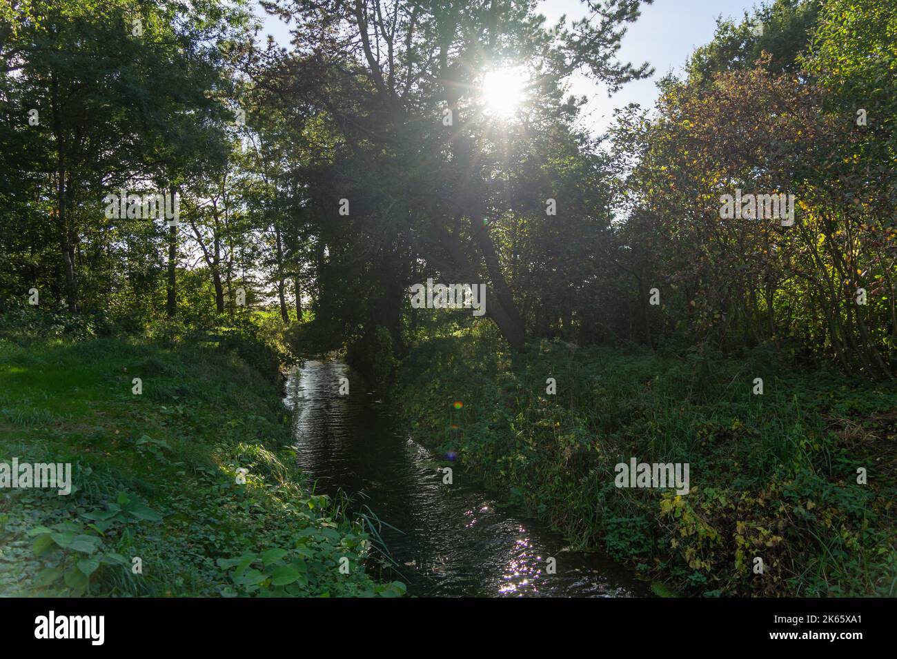 A small creek winds through a stand of trees on a late summer afternoon with the sun shining between the branches Stock Photo
