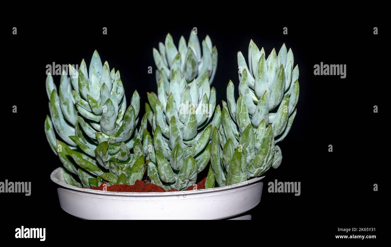 Spanish stonecrop hi-res stock photography and images - Alamy