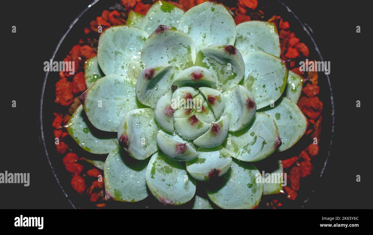 Isolated Echeveria chihuahuaensis Cat's Claw on black background