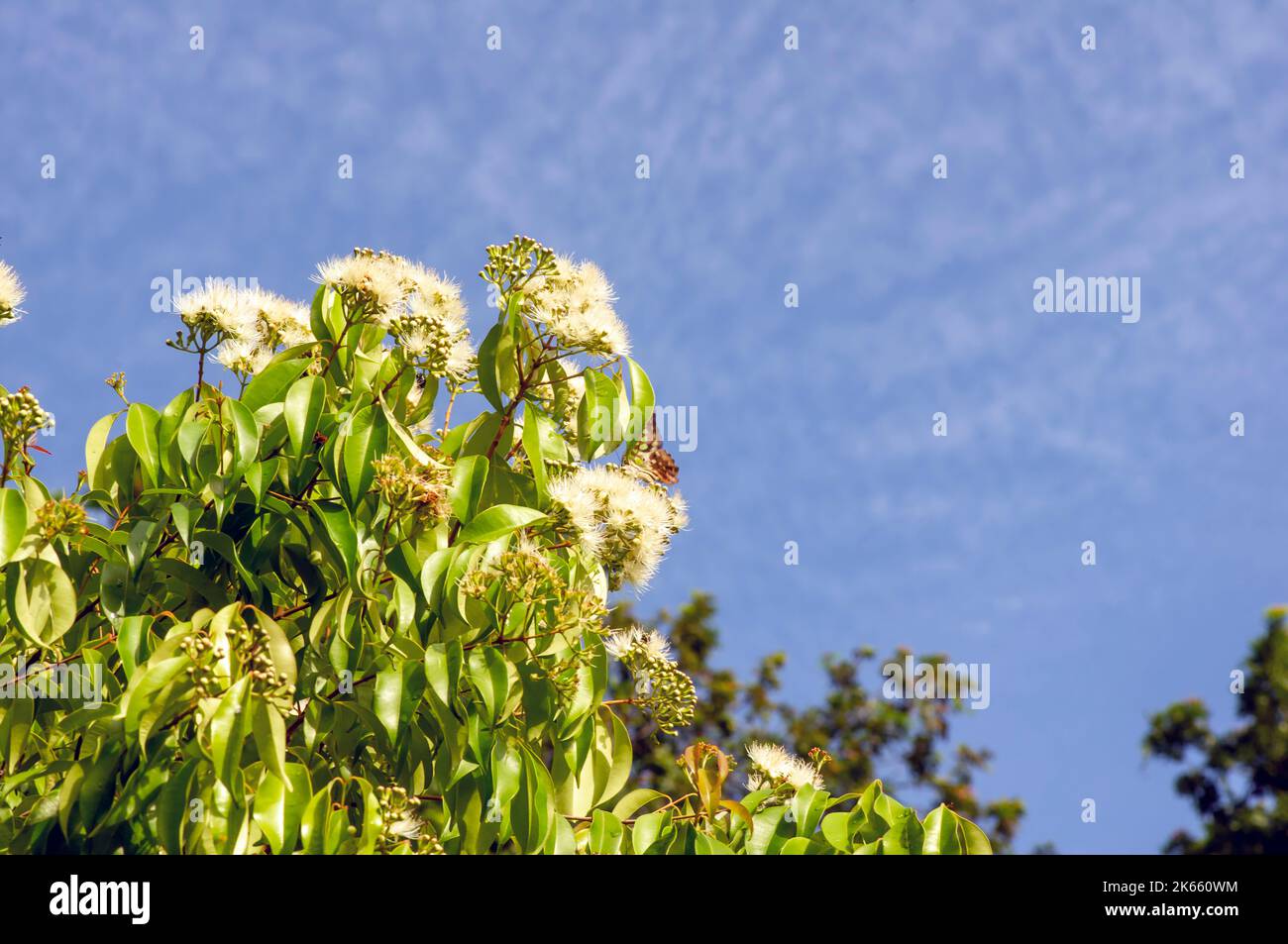 Aniseed Myrtle, Syzygium anisatum, ringwood and aniseed tree, with an aromatic leaf Stock Photo
