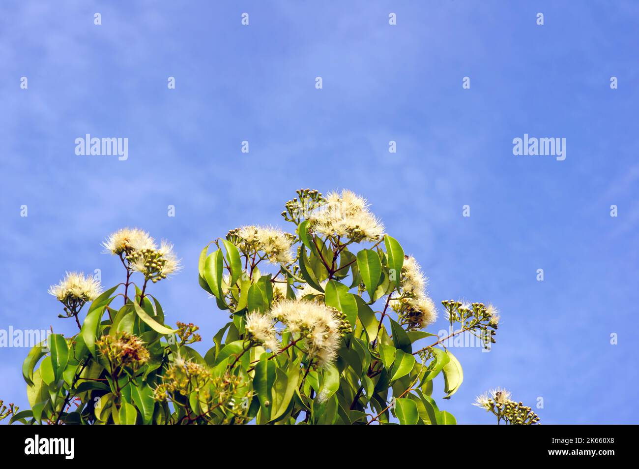 Aniseed Myrtle, Syzygium anisatum, ringwood and aniseed tree, with an aromatic leaf Stock Photo