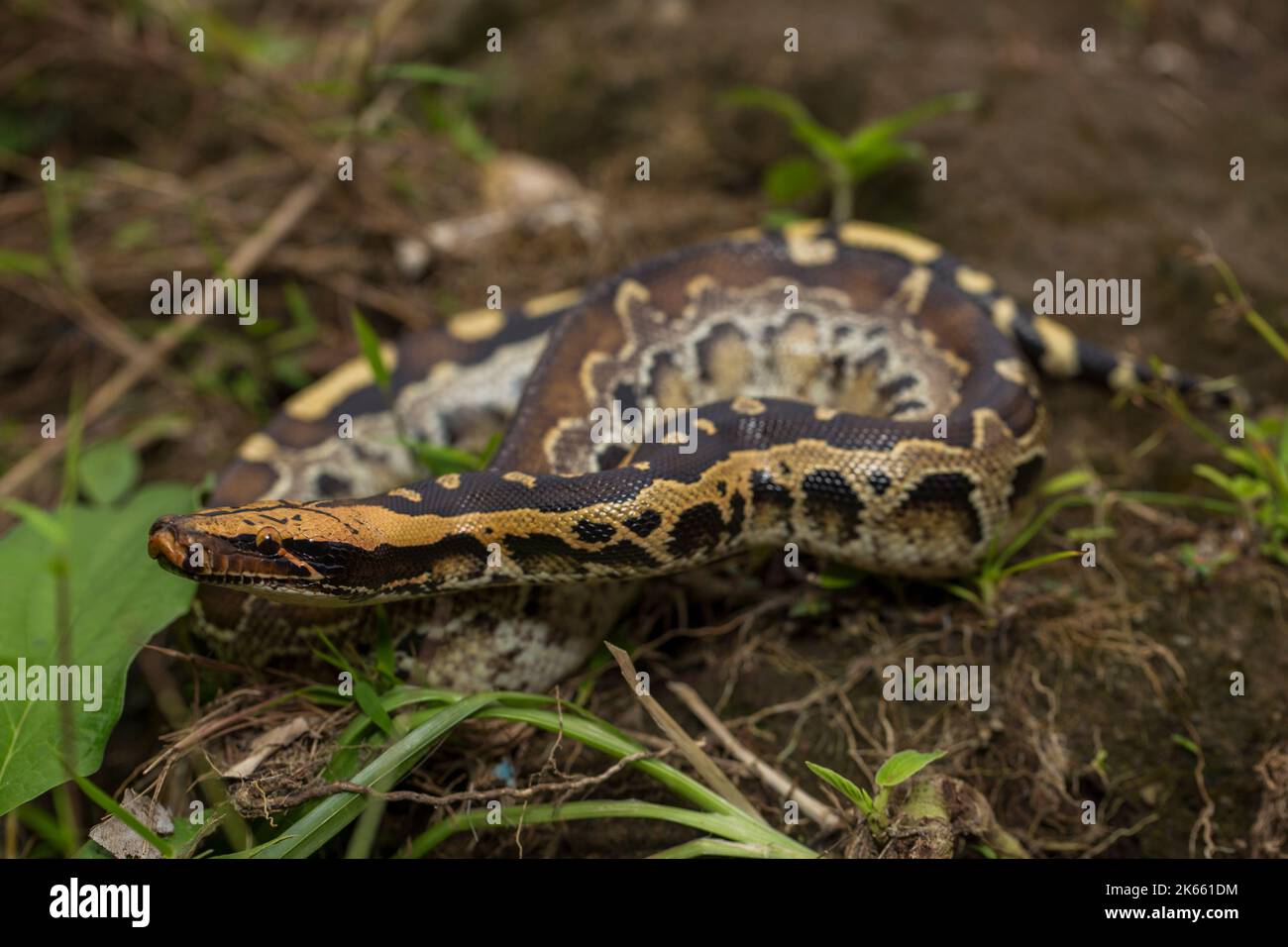 Python feeding mouse hi-res stock photography and images - Alamy