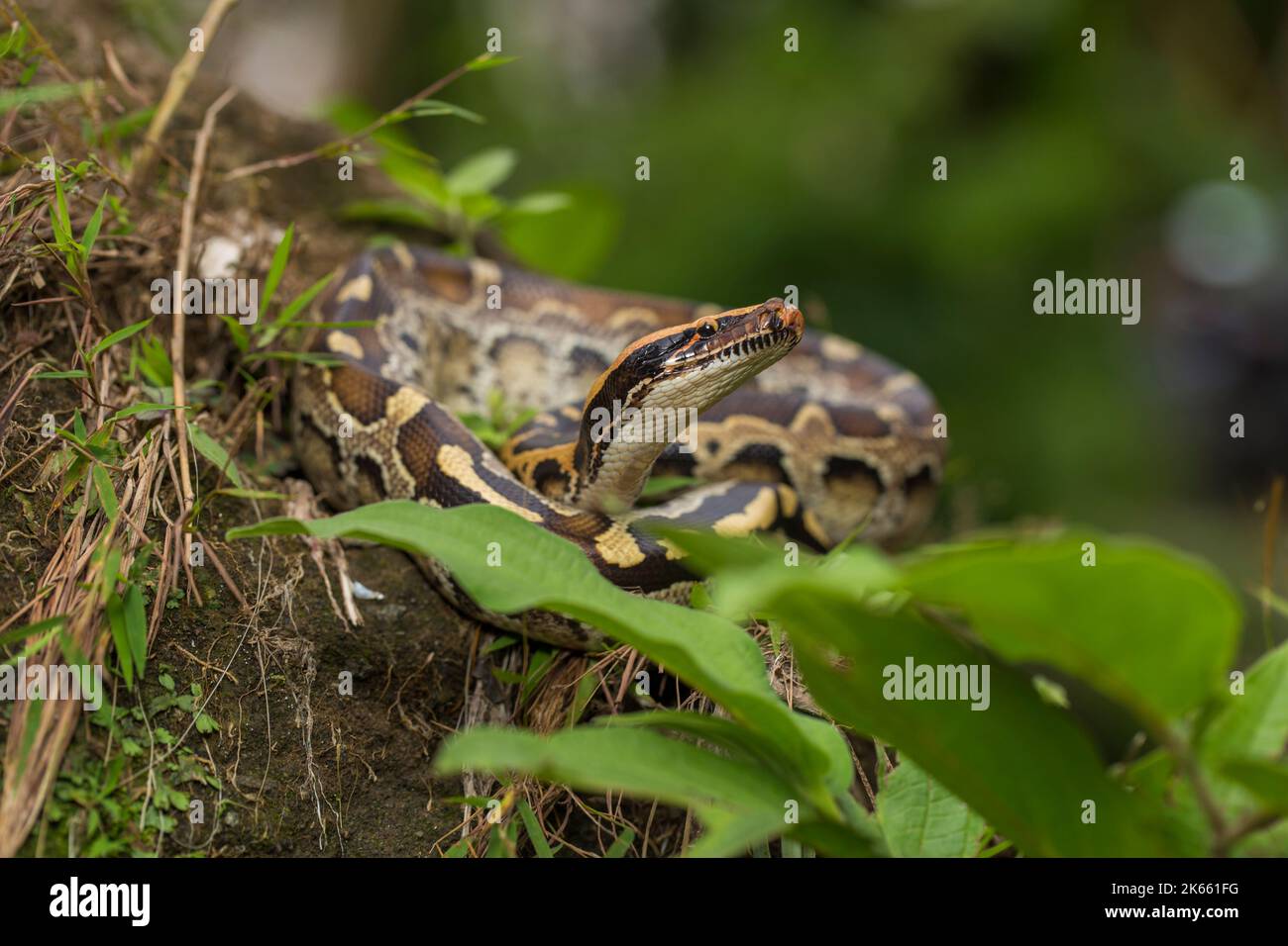 Borneo short-tailed blood python snake Python curtus breitensteini on the wild Stock Photo