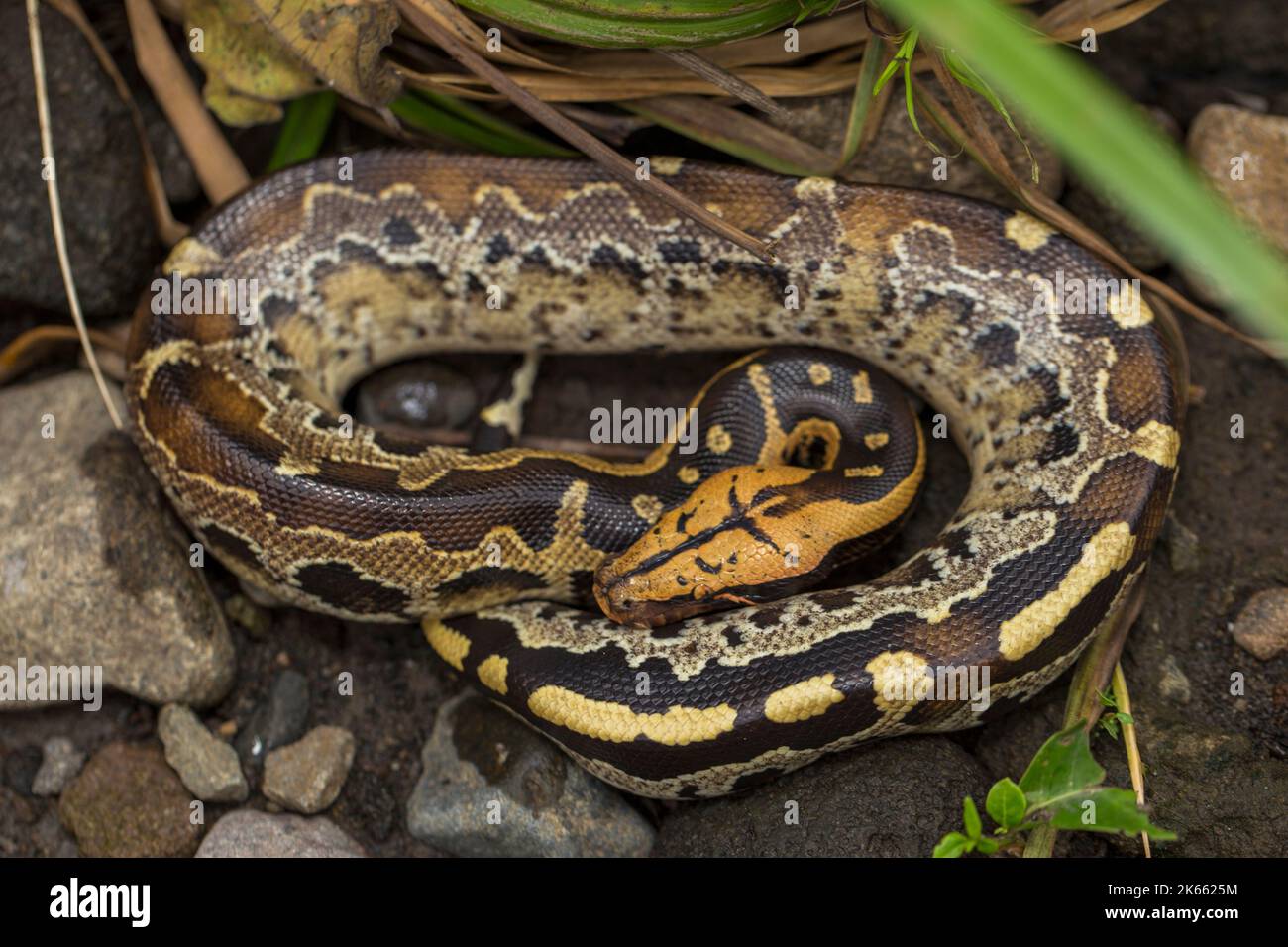Borneo Python Vs Blood Python Python reticulatus eating hi-res stock photography and images - Alamy