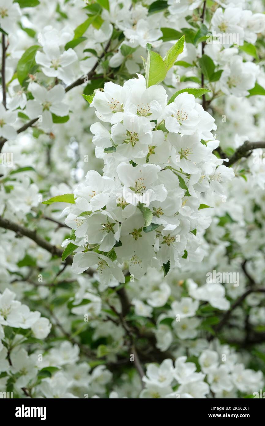 Malus hupehensis, Pyrus malus theifera, Malus theifera, Hupeh crab