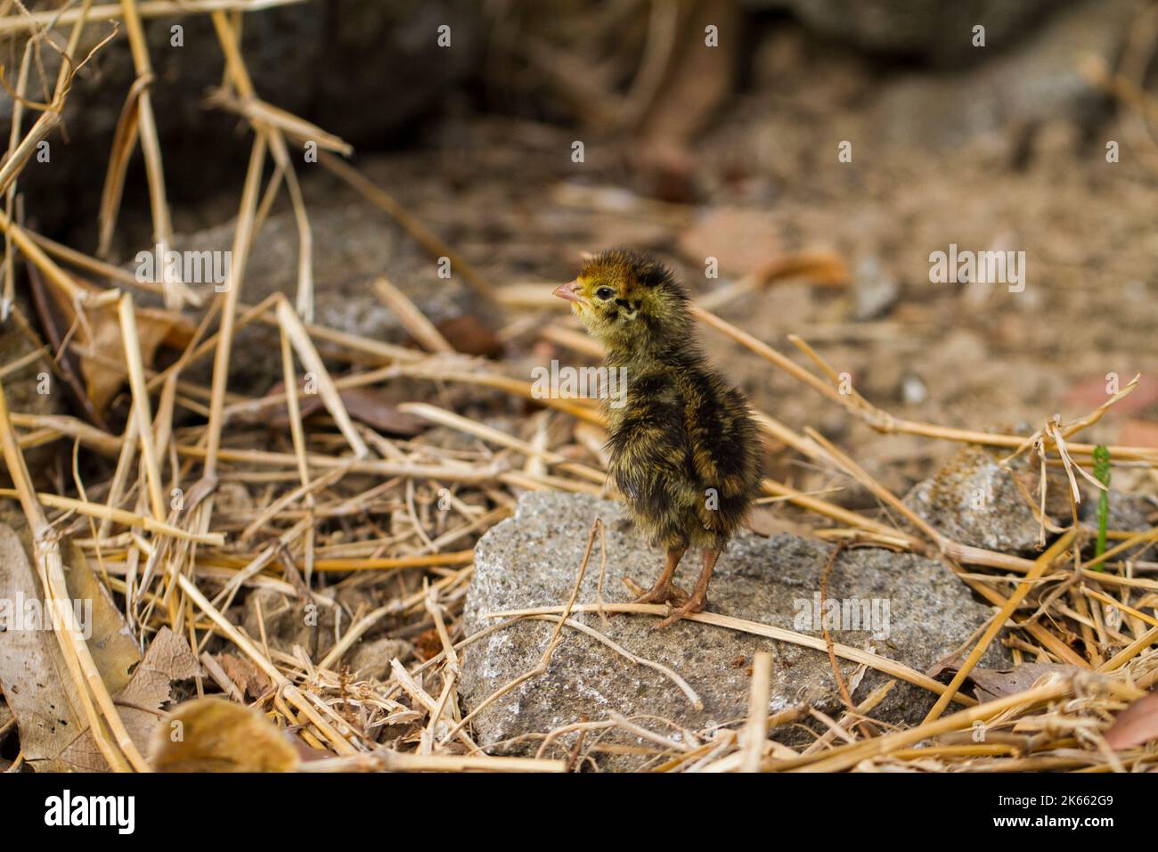 new born baby chick common quail on the wildlife Stock Photo Alamy
