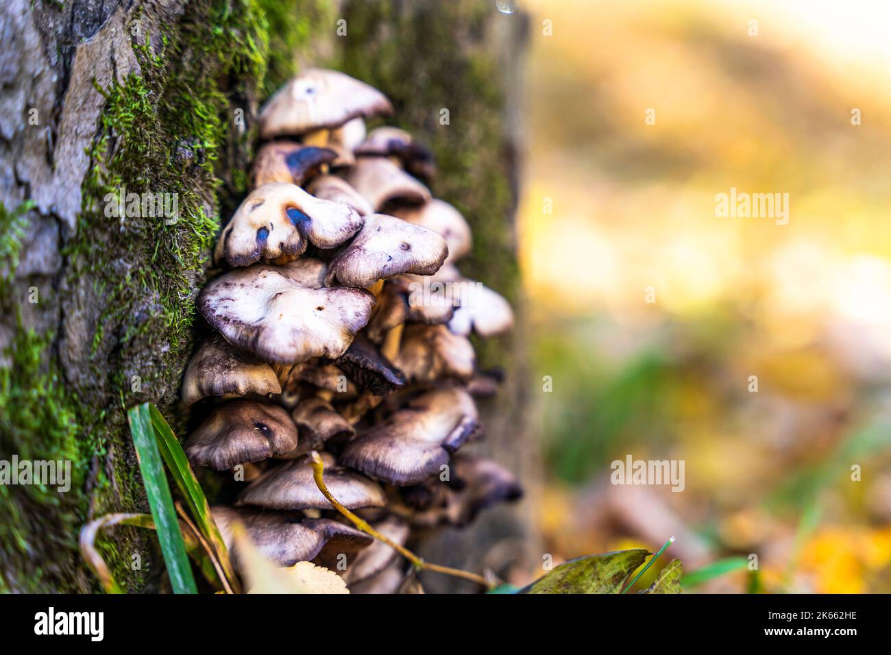 autumn tree with mushrooms and moss in the forest Stock Photo - Alamy