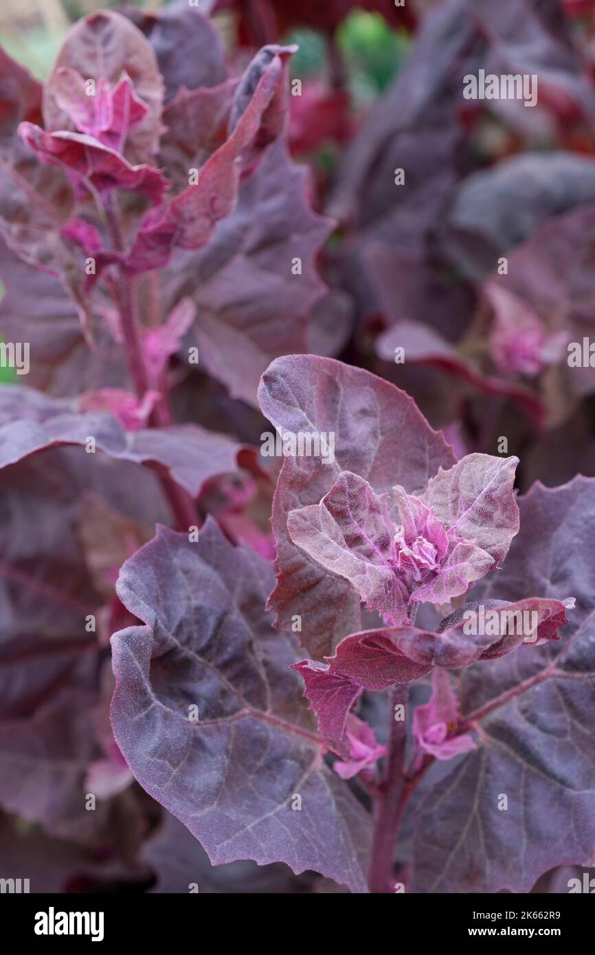 Atriplex hortensis variety rubra, red orach, red mountain spinach, garden orach, orach, mountain spinach, French spinach, or arrach. Annual with ovate Stock Photo