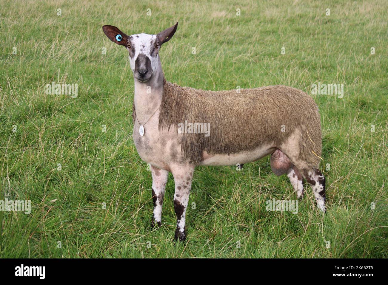 A Bluefaced Leicester sheep in a meadow Stock Photo