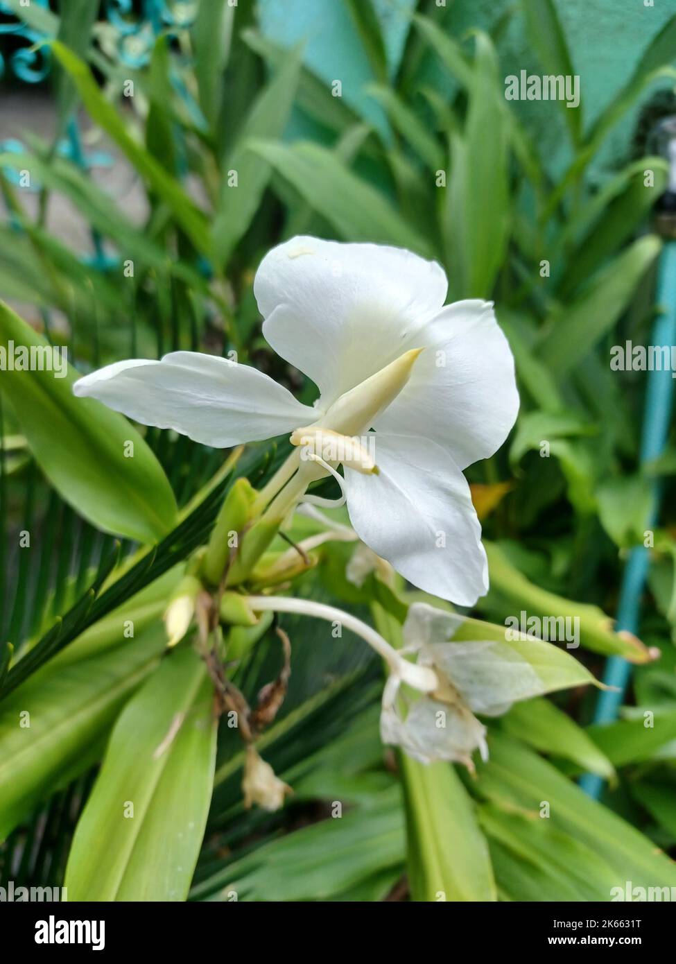 A vertical shot of a beautiful white Hedychium coronarium flower Stock Photo