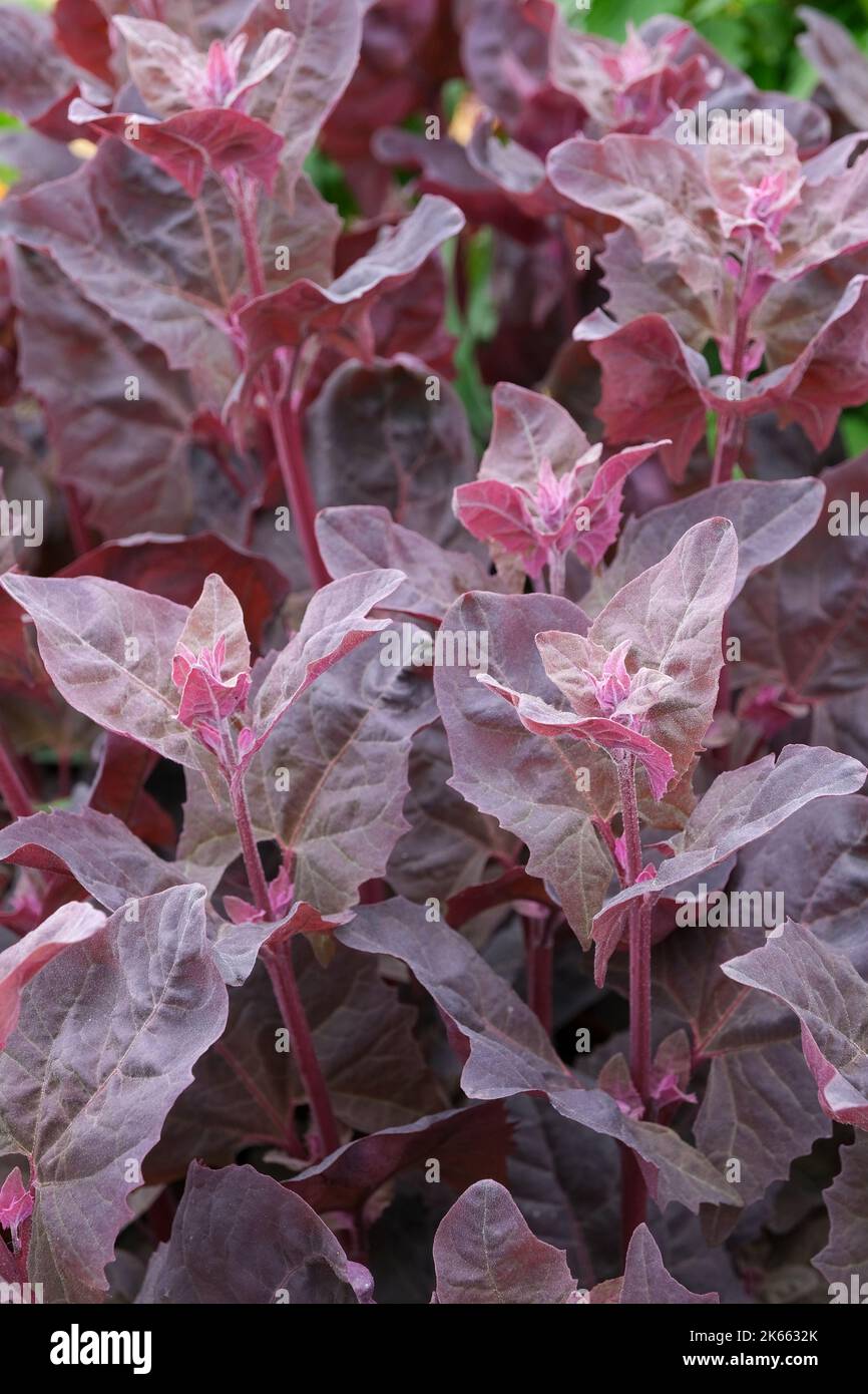 Atriplex hortensis variety rubra, red orach, red mountain spinach, garden orach, orach, mountain spinach, French spinach, or arrach. Annual with ovate Stock Photo