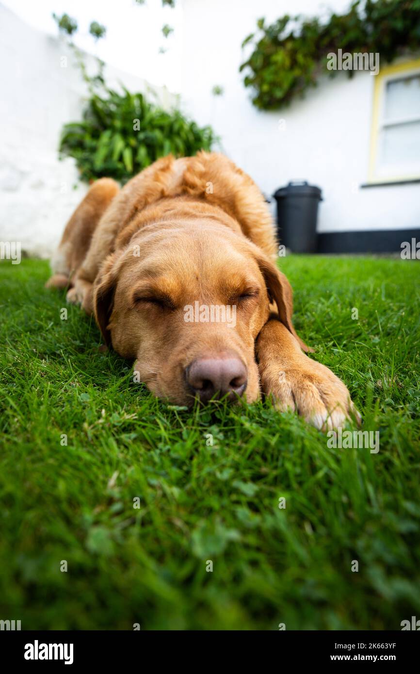 A contented yellow Labrador retriever dog sleeping on lush green grass in a cottage garden Stock Photo