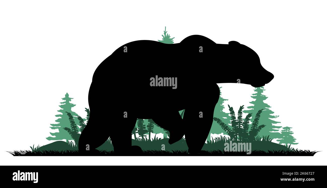 Adult bear. Wild animals. Silhouette figures. Glade in coniferous northern forest taiga. Grass fern. Isolated on white background. Vector Stock Vector