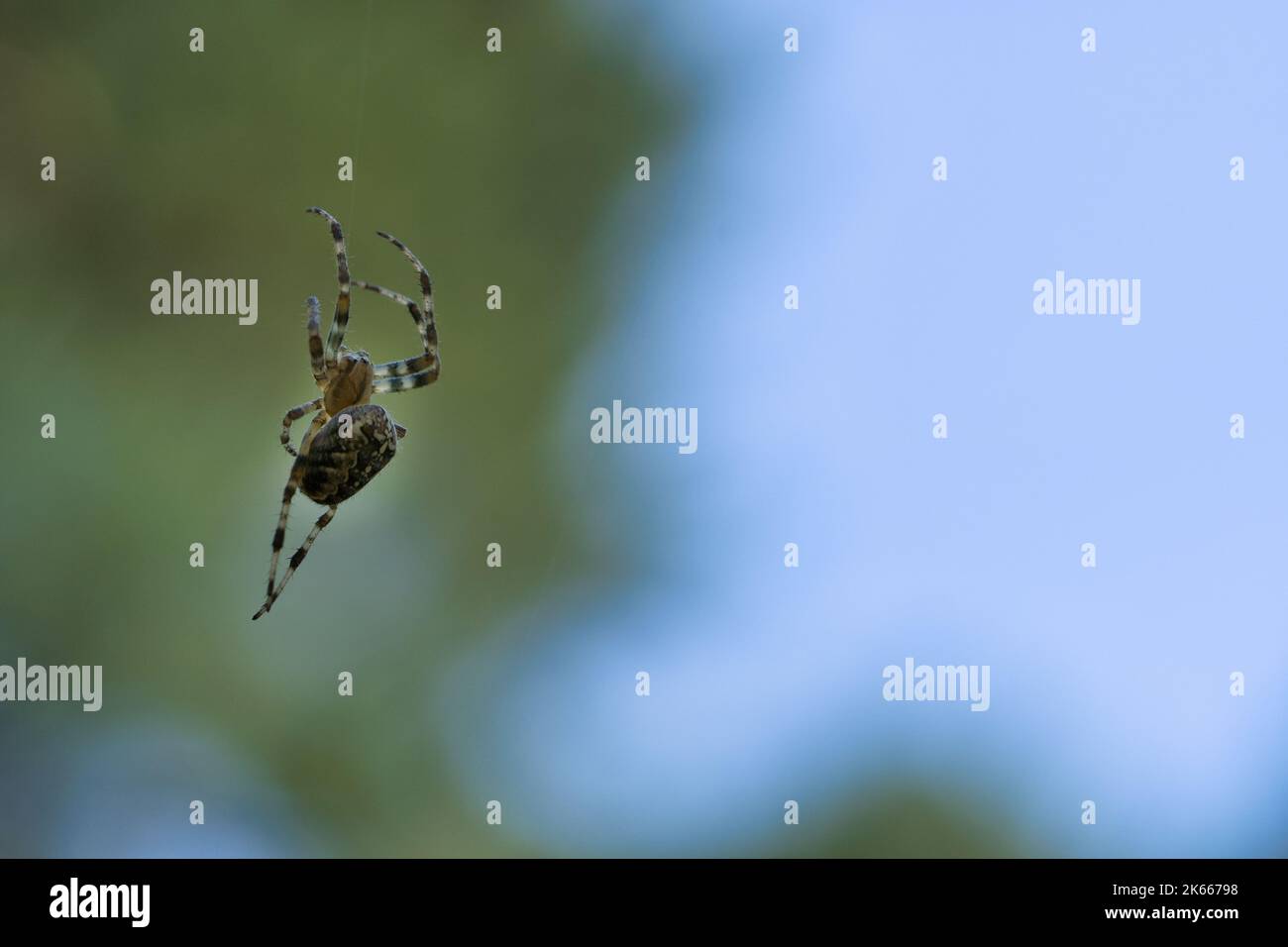 Cross spider crawling on a spider thread. Blurred background. A useful hunter among insects. Arachnid. Animal photo from the wild. Stock Photo