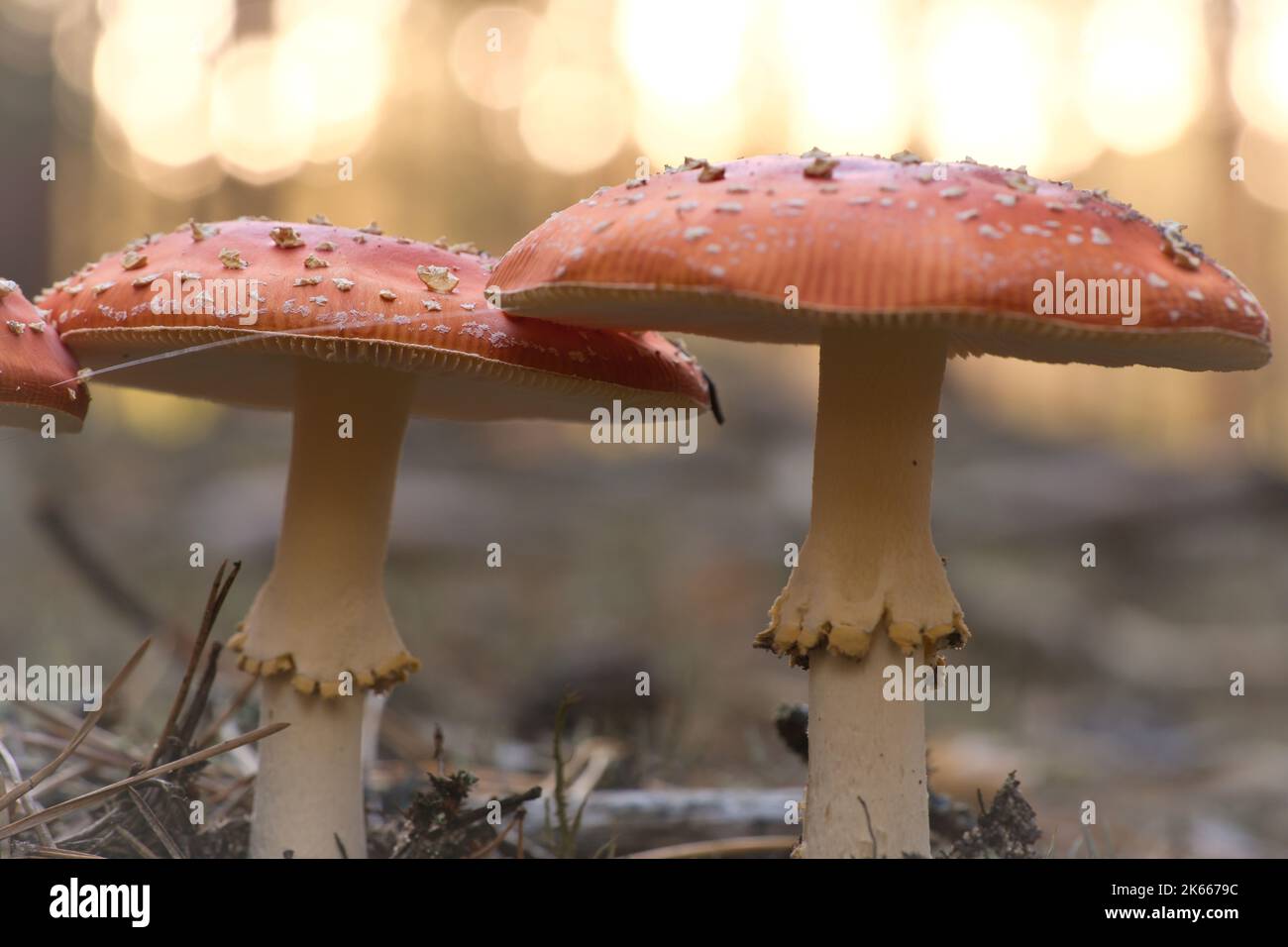 Toadstool, blurry and dreamy, in the grass in the forest. Poisonous mushroom. Red hat with white spots. Close up from nature in forest Stock Photo