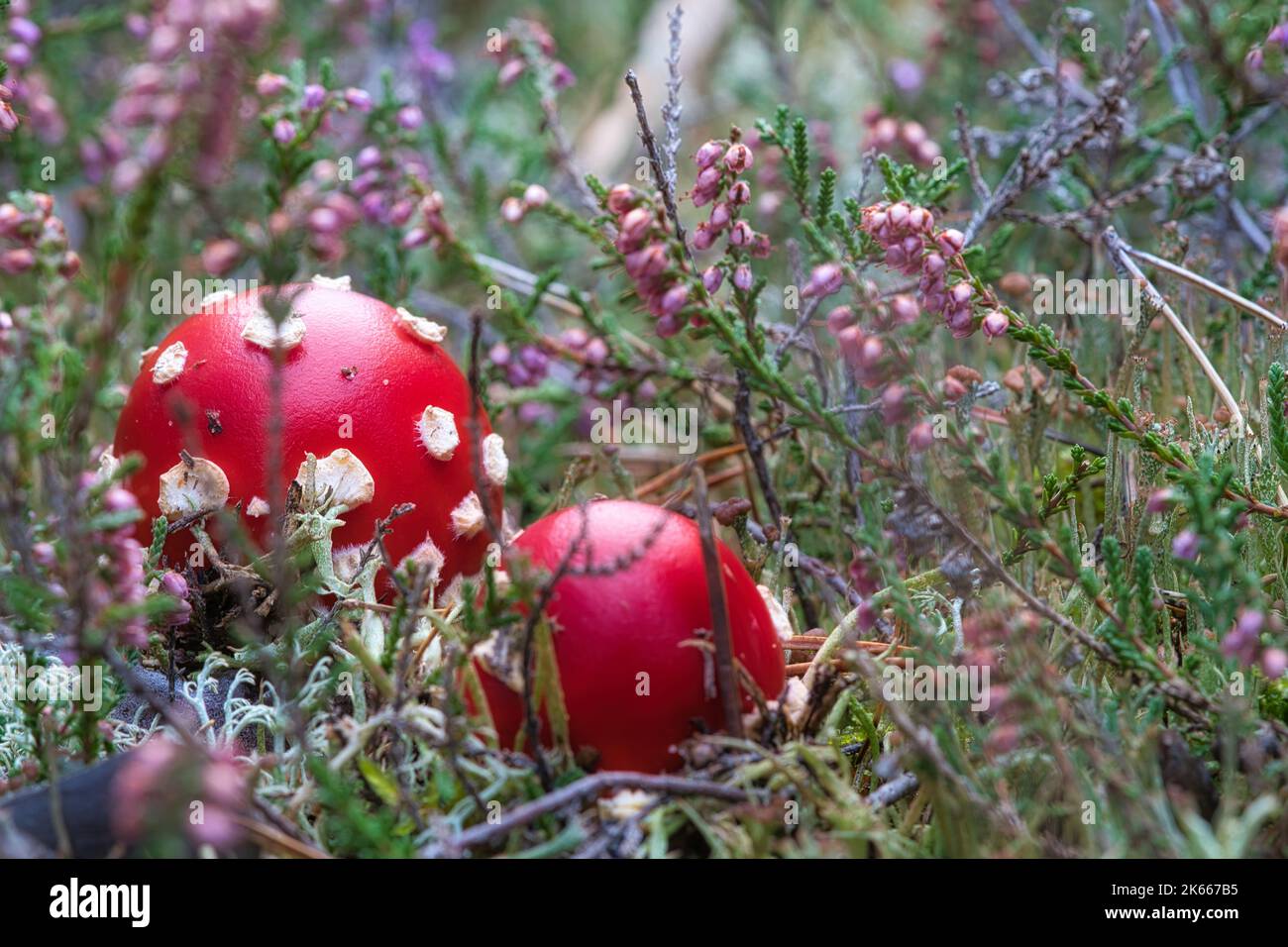 Toadstool in a heather field in the forest. Poisonous mushroom. Red cap with white spots. Close up from nature in forest Stock Photo
