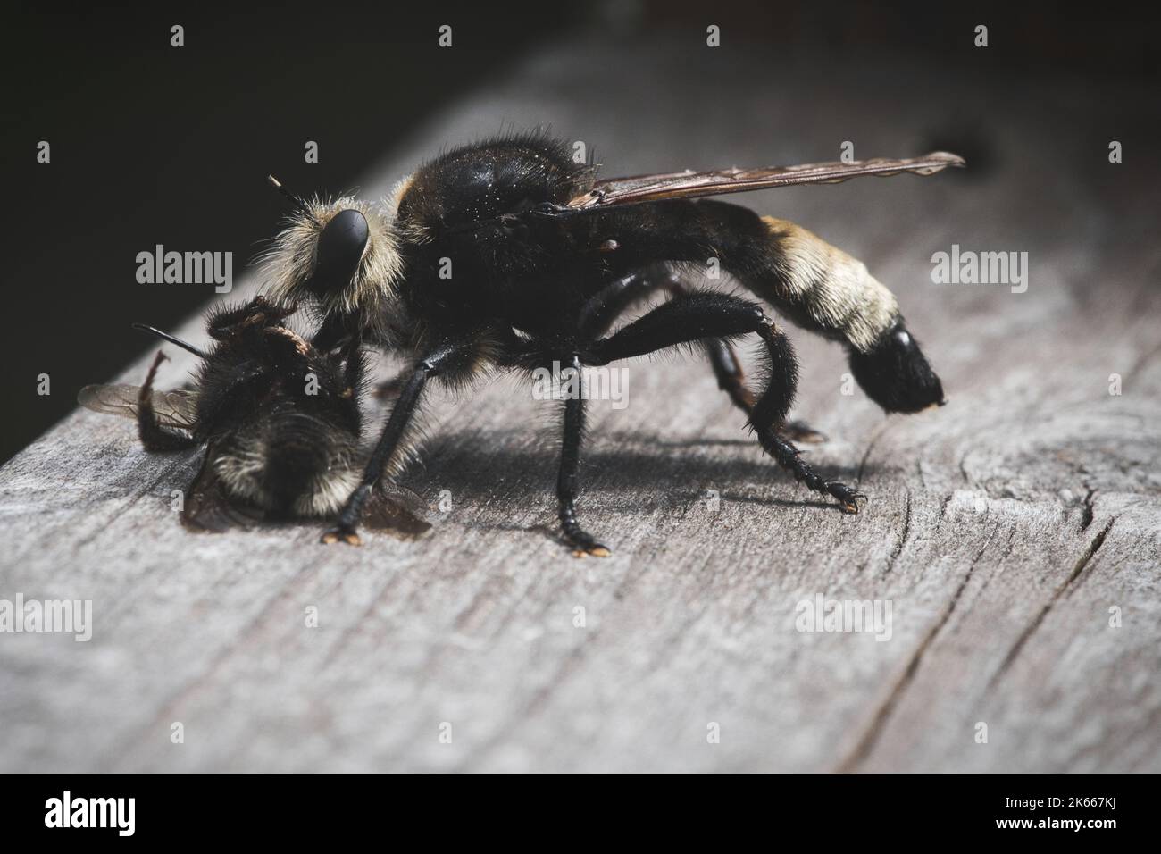 Yellow murder fly or yellow robber fly with a bumblebee as prey. The insect is sucked out by the hunter. Yellow black hairs cover the hunter. Macro sh Stock Photo
