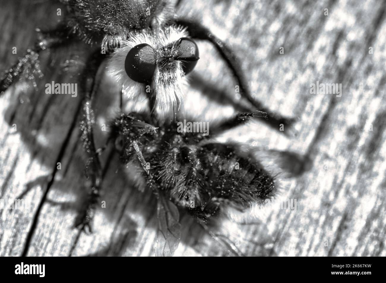 Yellow murder fly or yellow robber fly as black and white image with a bumblebee as prey. The insect is sucked out by the hunter. Yellow black hairs c Stock Photo
