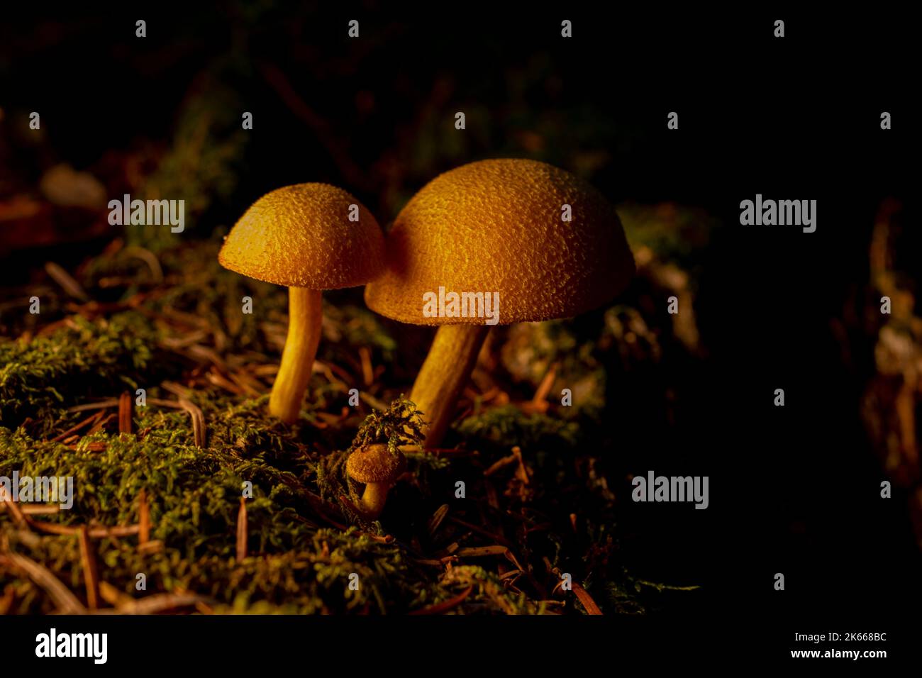 Champignon bois hi-res stock photography and images - Alamy