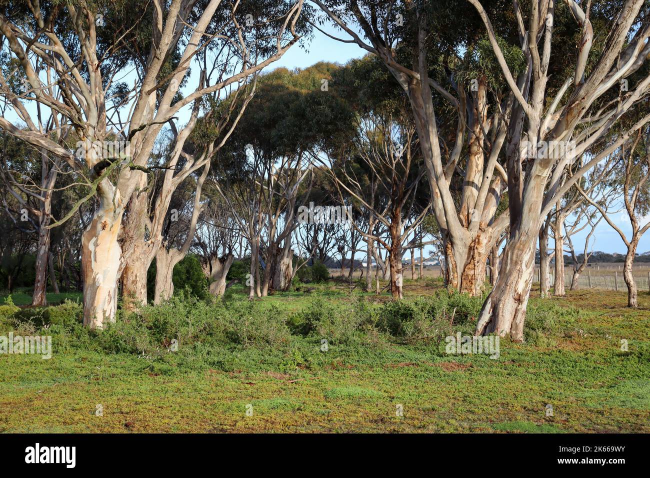 An aerial view of growing dense eucalyptus trees Stock Photo