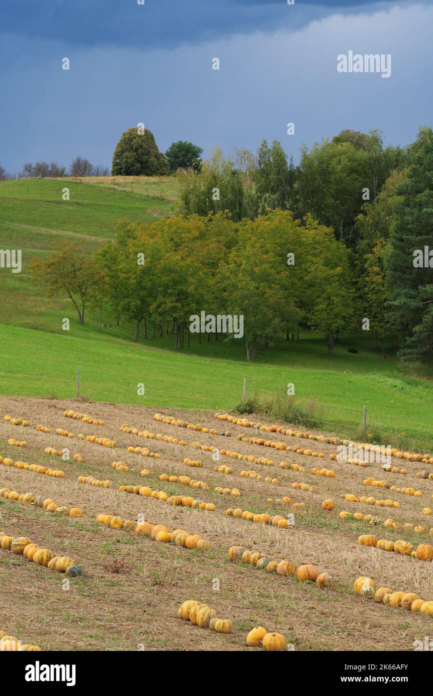 Beautiful landscape with pumpkin field and walnut trees in background. Agriculture, farming, food and halloween concepts Stock Photo