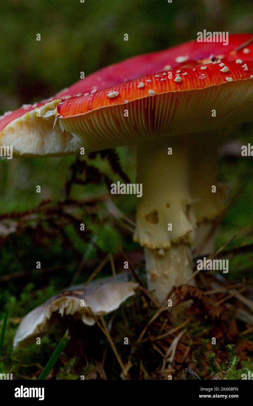Champignon bois hi-res stock photography and images - Alamy