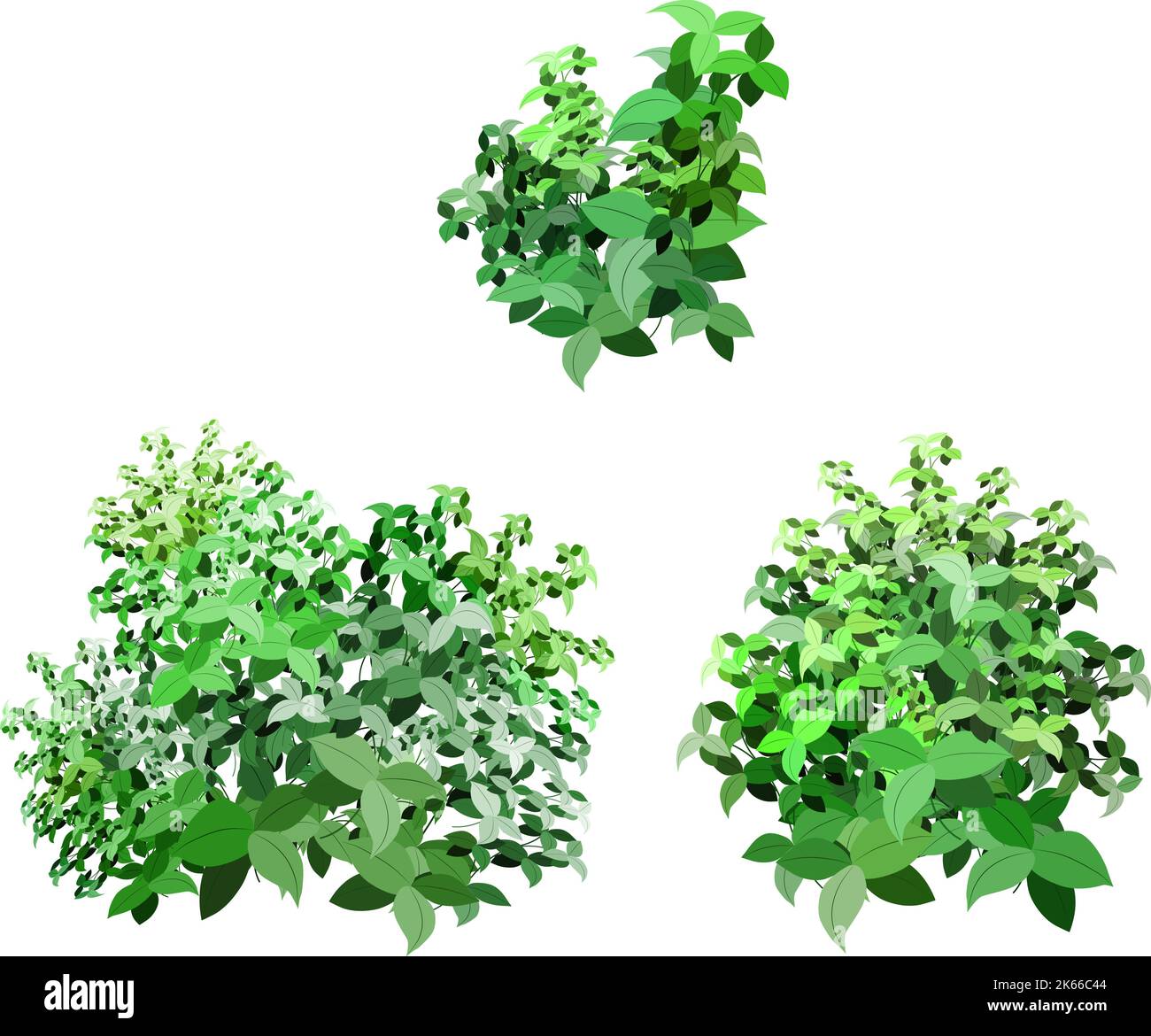 Realistic garden shrub, seasonal bush, boxwood, tree crown bush foliage