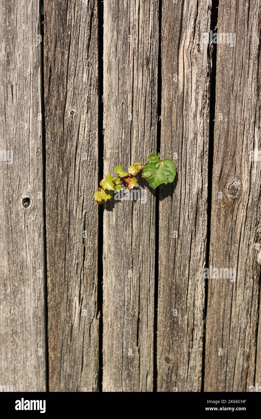 Vines growing old fence hi-res stock photography and images - Alamy