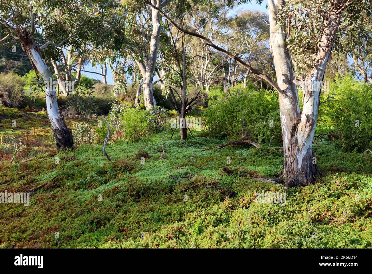 A scenic view of multiple eucalyptus trees located in the wilderness Stock Photo Alamy