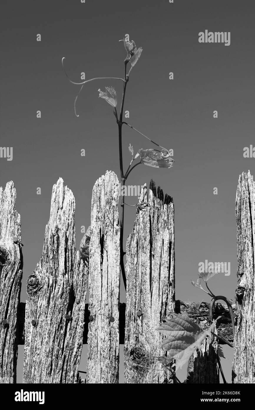 Solid wood fence Black and White Stock Photos & Images - Alamy