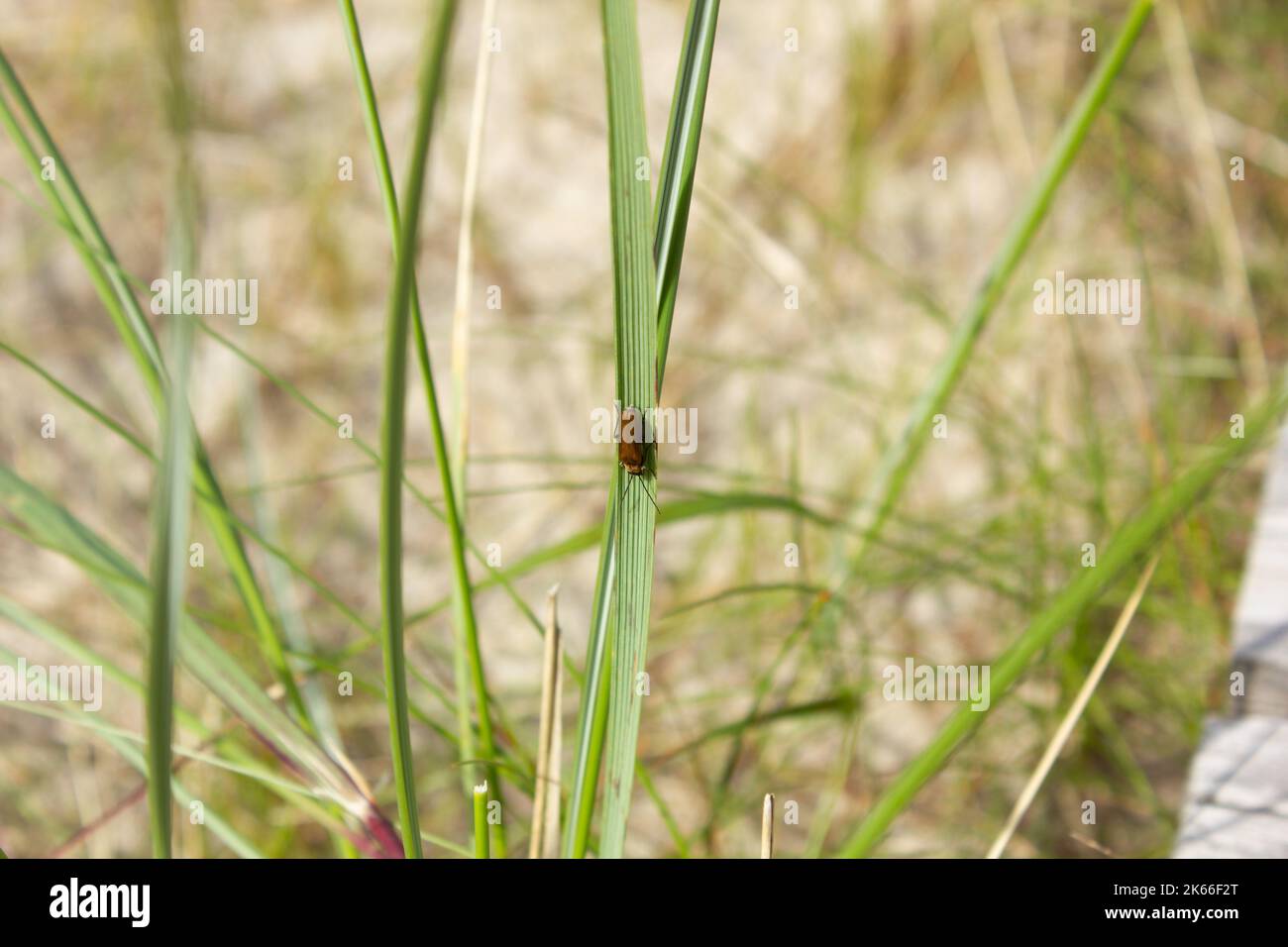 A European chafer on a green leaf Stock Photo