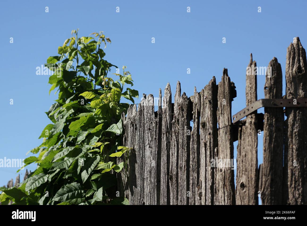 Vines growing old fence hi-res stock photography and images - Alamy