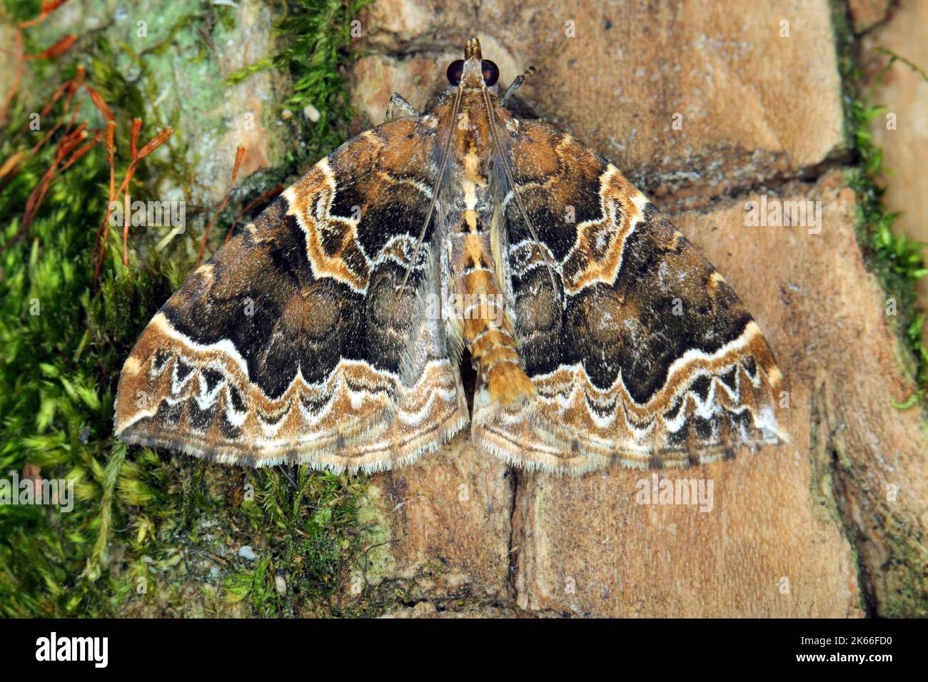 phoenix moth (Eulithis prunata), sitting at mosy bark, dorsal view ...
