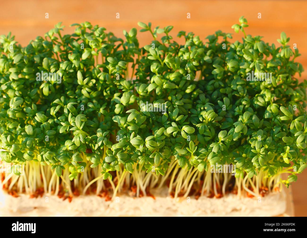 garden cress (Lepidium sativum), on substrat Stock Photo