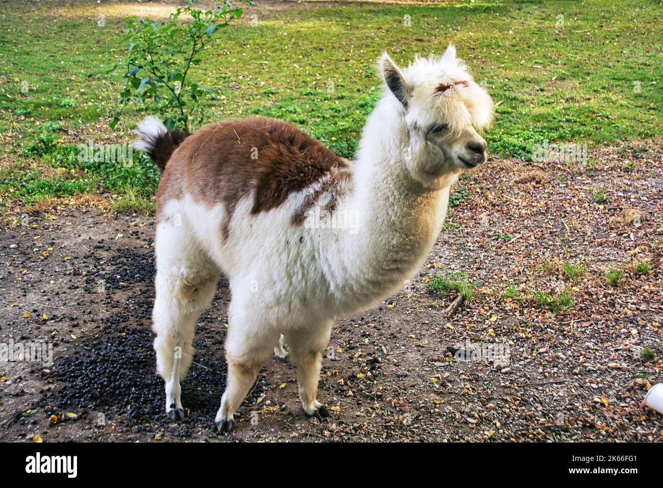 Cute Alpaca on the farm. Beautifull and funny animals from ( Vicugna pacos ) is a species of South American camelid. Stock Photo