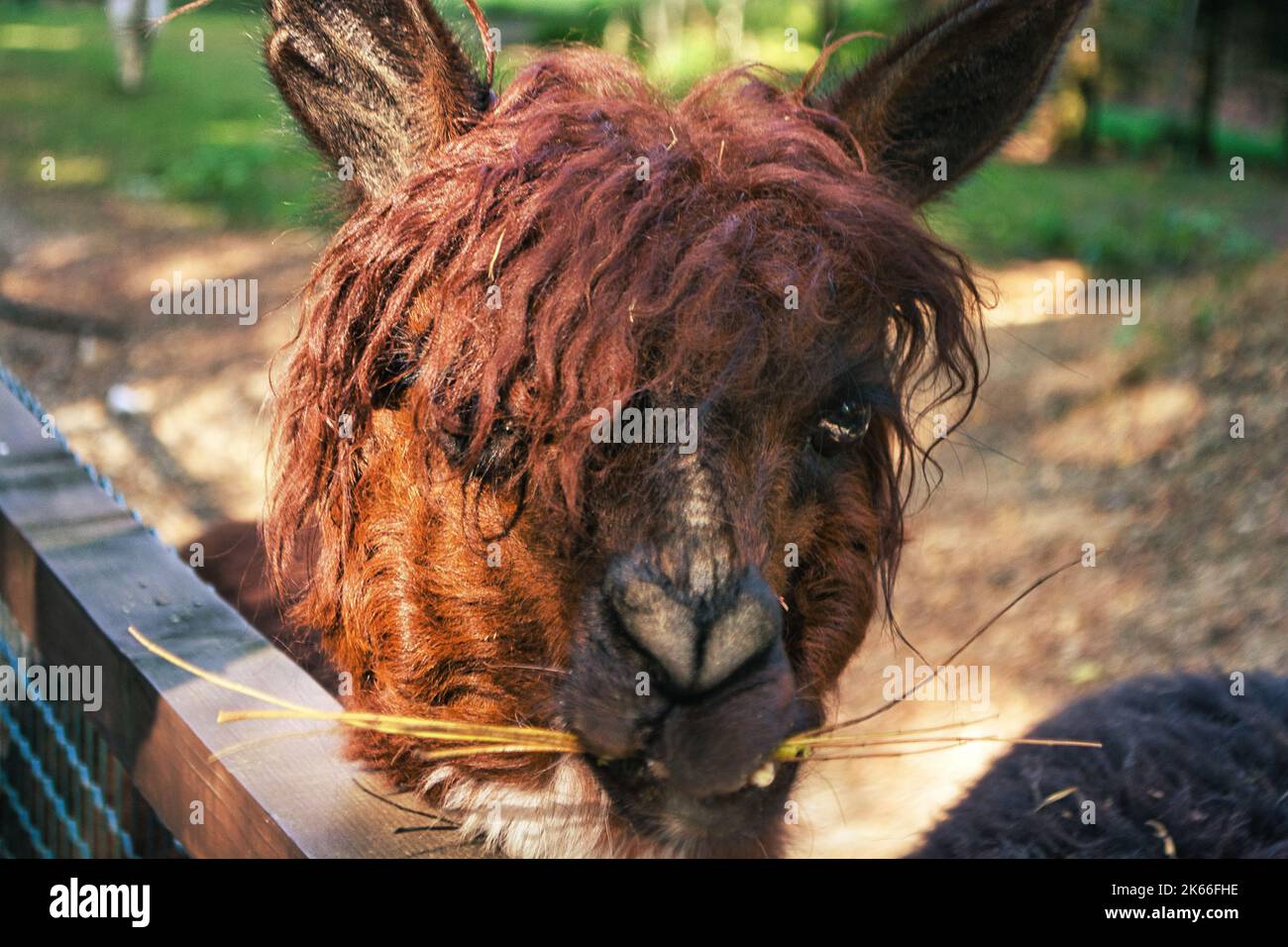 Cute Alpaca on the farm. Beautifull and funny animals from ( Vicugna pacos ) is a species of South American camelid. Stock Photo
