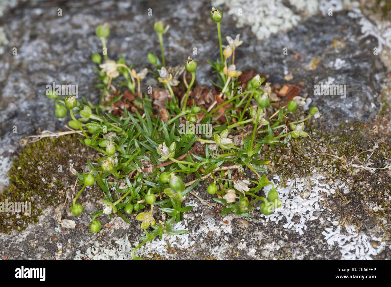 bird's-eye pearlwort, procumbent pearlwort (Sagina procumbens), growing on a pavement, Germany Stock Photo