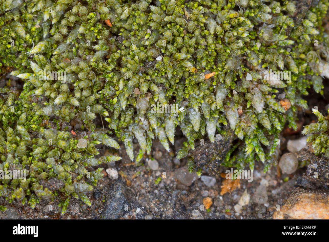 silvergreen bryum moss, silvery thread moss (Bryum argenteum), growing in the gaps concrete coping slabs, Germany Stock Photo